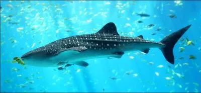 Quel est ce requin ?