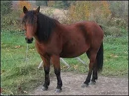 La robe de ce poney est...