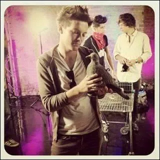 Comment s'appelle le pigeon de Louis ?