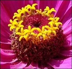 À quelle fleur des jardins appartient ce cur déjà butiné ?