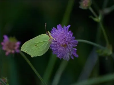 Ce papillon, appel Citron, qu'on trouve en France et qui simule la mort si on tente de l'attraper, a la plus longue dure de vie de tous les papillons :