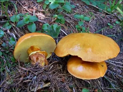 Dans une fort de mlzes, sur quels champignons puis-je tomber ?