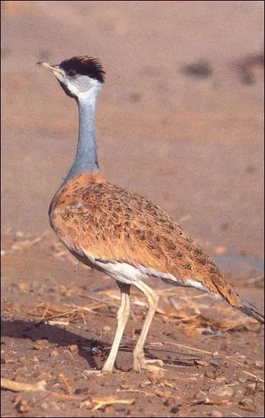 Malgrs son allure de volaille, l'outarde appartient  la famille de grues.