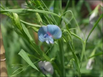 Cette plante de la famille des  fabaceae  faisant partie des lgumineuses s' appelle ... . La graine est communment nomme  pois carr .