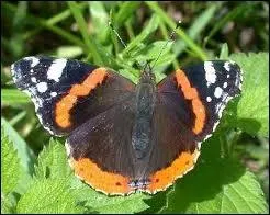 Quel est ce papillon frquemment observ en ville ?