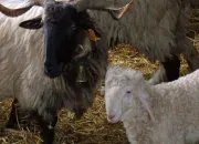 Quiz Agneaux de la ferme et des prairies