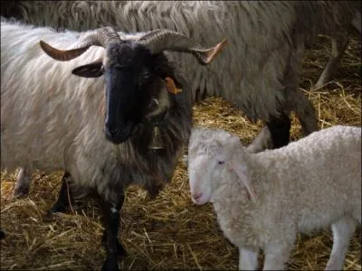 Je suis d'une race de marcheurs. Mais, oui ! Parfaitement adaptée à la transhumance. Non, pas de cliché ! Ne m'imaginez pas avec un béret !