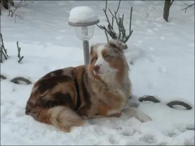 Quelle est la race de ce chien ?