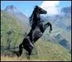 Dans  L'talon noir  le cheval se nomme :