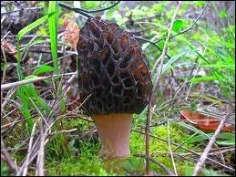 Ce champignon est-il comestible ?