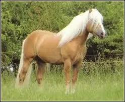 Quelle est l'origine du Haflinger ?