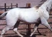 Quiz La robe appaloosa