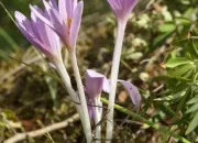 Quiz Plantes toxiques