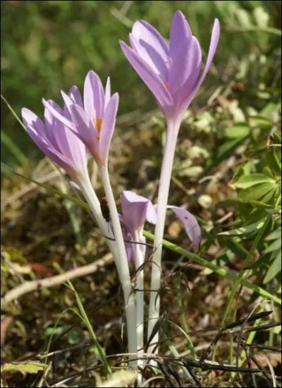 Petite herbace, elle fleurit en automne. Sa fleur unique est mauve, ses feuilles ont disparu en t.