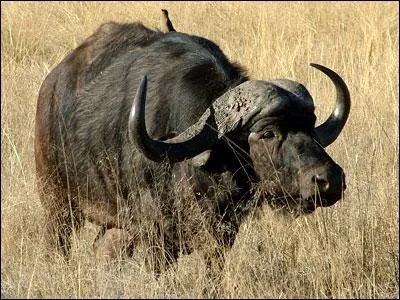 J'appartiens  la famille des bovins, je vis Afrique et en Asie je suis... .