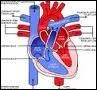 Combien y a-t-il de dcs  cause des maladies cardiovasculaires par an ?