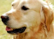 Quiz Golden retriever