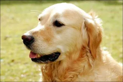 Quelle est l'origine des golden retrievers ?