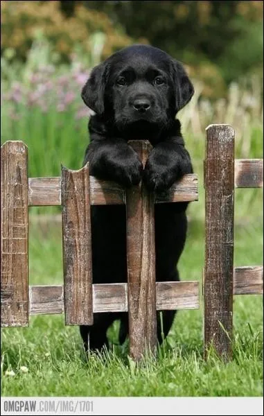 Comment doit se drouler l'arrive d'un chiot  la maison ?