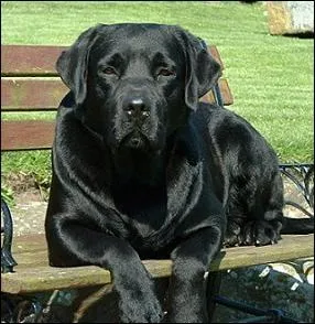 A quel sicle le labrador est-il n ?