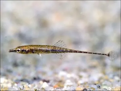 Dans quelle famille de poissons le mle construit-il un nid et pousse la femelle  y pondre ?