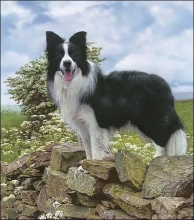 Quelle est la race de ce chien ?