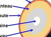 Quiz Gographie : L'homme sur sa plante N 2