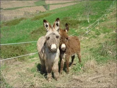 Si vous abordez ce quiz avec une mine rfractaire c'est que vous avez une :