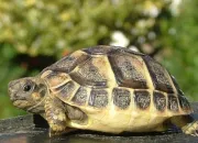 Quiz Les tortues en images