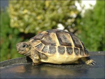 Quelle est cette tortue ?