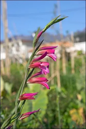 Quelle est cette fleur ?