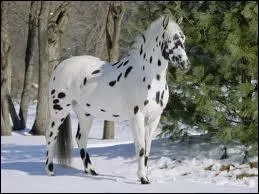 Quelle est la race de ce cheval ?