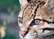 Quiz L'ocelot