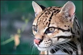 L'ocelot, en latin :