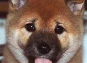 Quiz Connais-tu tout sur le shiba inu ?