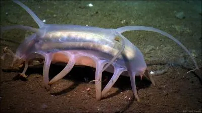 Quel nom donnent les scientifiques  ce scotoplanes mutabilis ? C'est un concombre de mer abyssal de 15 cm de long