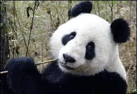 D'o vient le panda ?