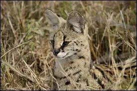 Allez donc visiter l'Afrique et vous y trouverez ce magnifique gupard !