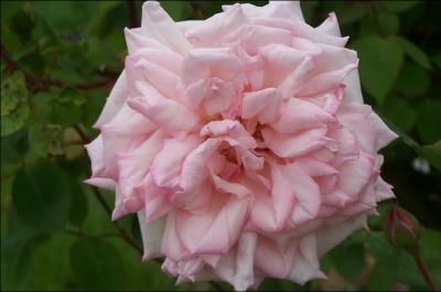 Commenons avec la plus belle des fleurs : la rose. Celle-ci porte le nom donn aux matresses du roi.