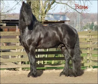 Quelle est la race et la robe de ce cheval ?