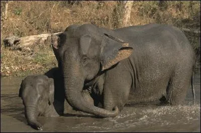 De quelle race est cet lphant ?