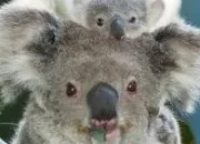 Quiz Le koala