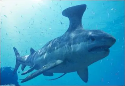 Voici l'un des anctres du requin, mais quel est son nom ?