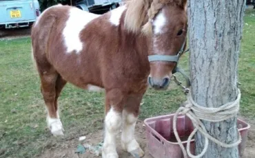 Quiz Chevaux