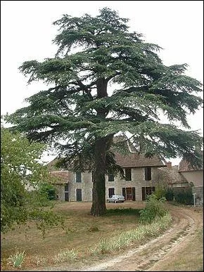 Quel est ce conifre dont la silhouette figure sur le drapeau du Liban ?