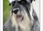 Quiz Le schnauzer