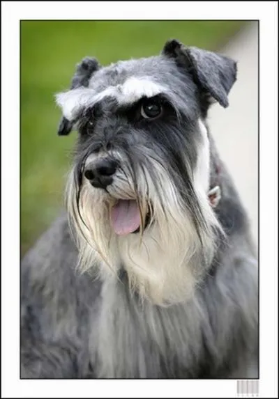 Le nom de  schnauzer  provient des mots allemands  schnauze  et  schnauzbart  qui signifient...