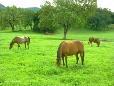 Quand le cheval est au pr, combien de temps broute-t-il ?