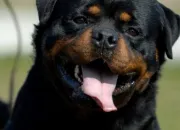 Quiz Les rottweilers