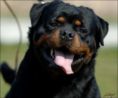 Les rottweilers vivent gnralement jusqu' quel ge ?